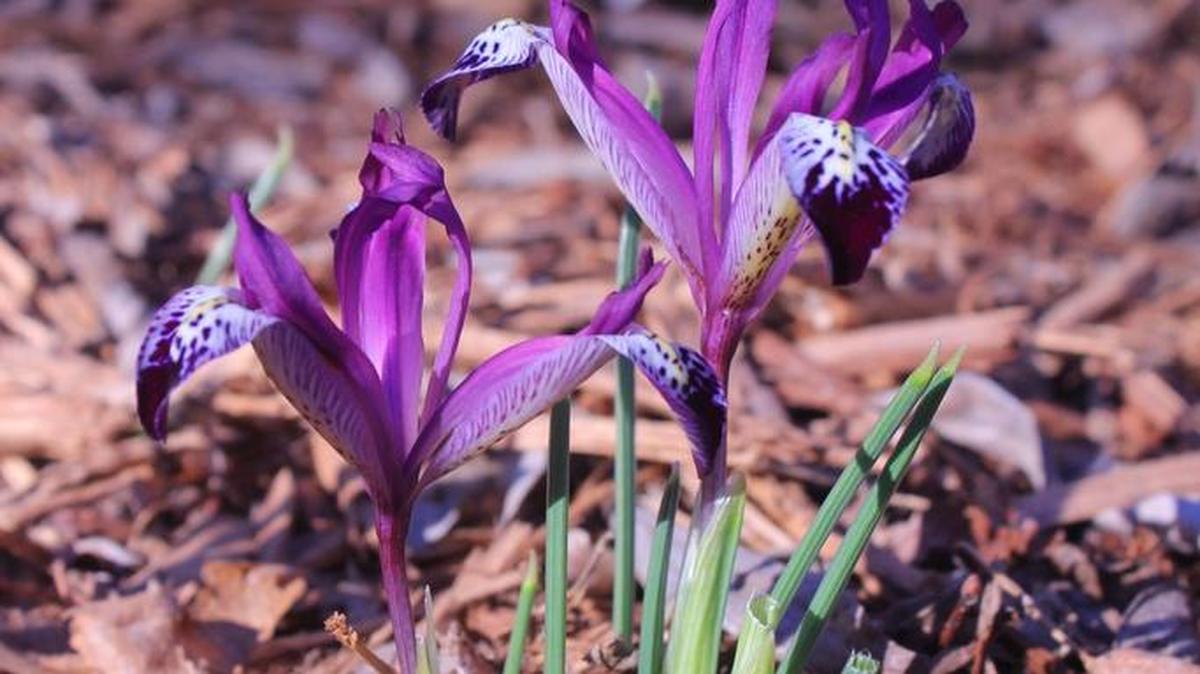 Spot On miniature iris reticulata at Botanica.