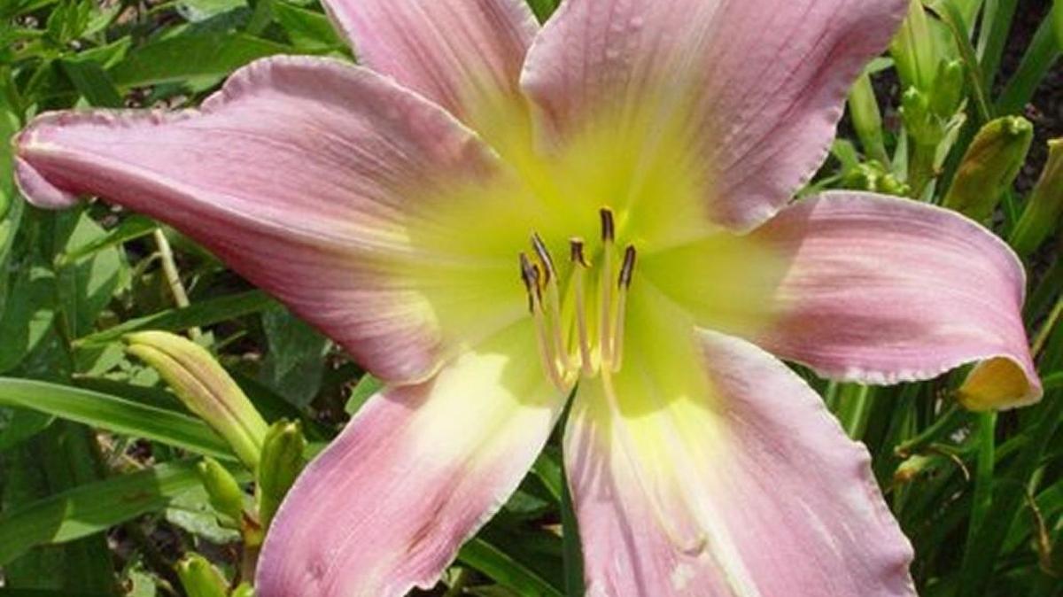 
It’s time to divide daylilies and plant new ones. You can get some fresh ones for your garden at the daylily sale Saturday at Botanica.
