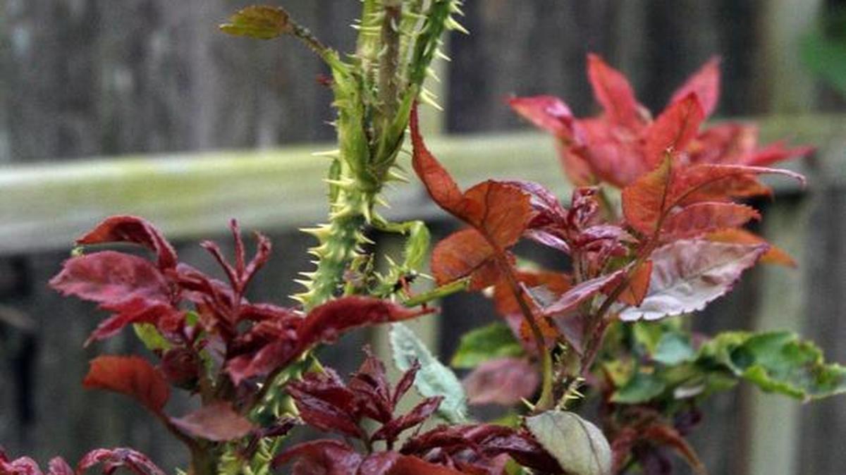 Strange red coloration and excessively thorny canes are tell-tale signs of rose rosette.