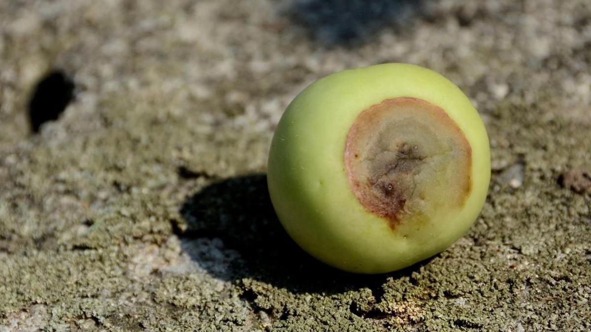 
A tomato with blossom end rot.
