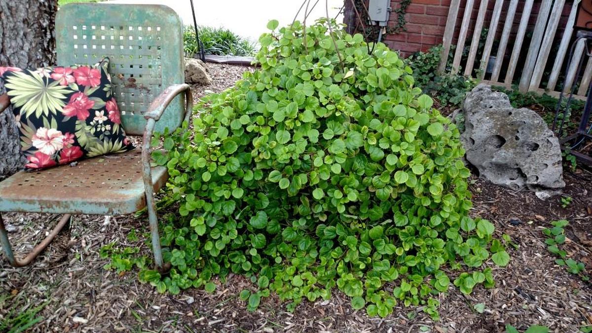 Sydney McPeak’s giant Swedish ivy made the trip from the yard to the greenhouse this week.