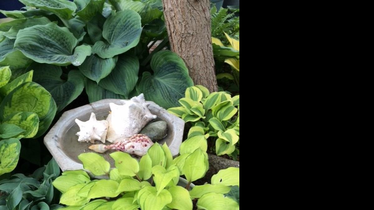 
It’s been a great hosta year. You can buy them and other shade plants along with other garden items at Hostapalooza on Saturday at the Extension Center.
