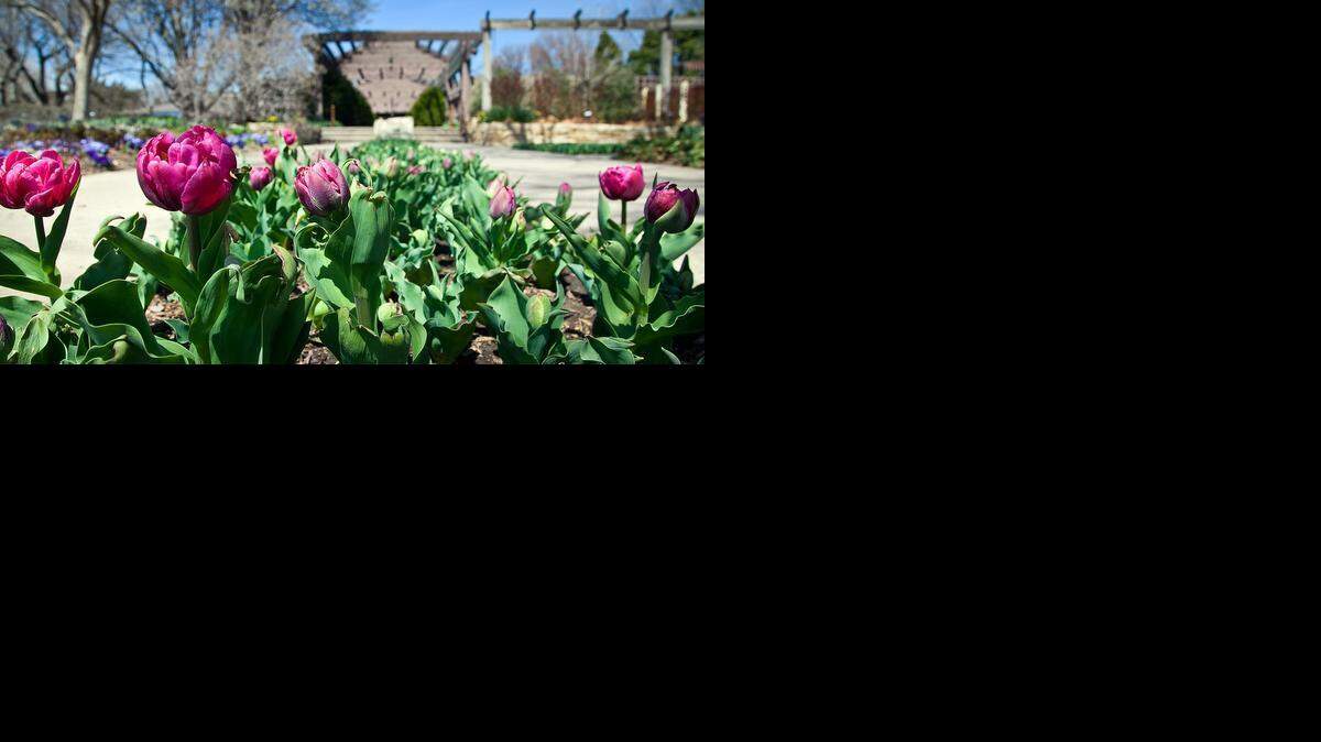 
Tulips at Botanica (April 5, 2013)
