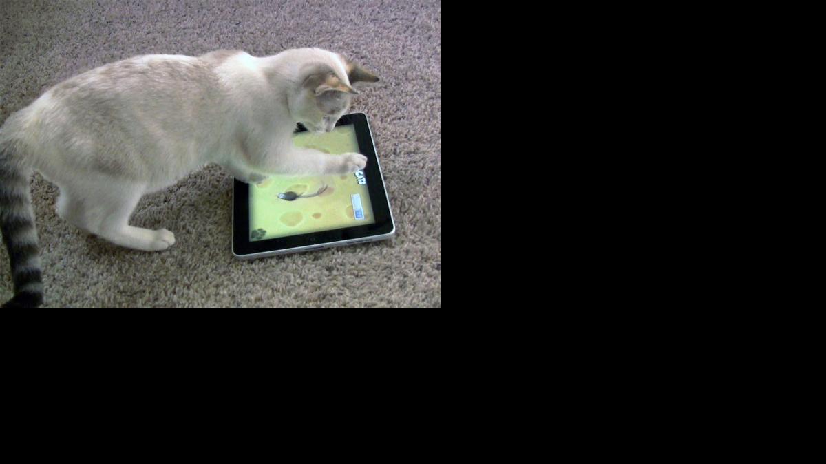 
Claws apparently don’t hurt the screen when cats such as Maxine play "Game for Cats" on an iPad or other tablet. Biting is another story.
