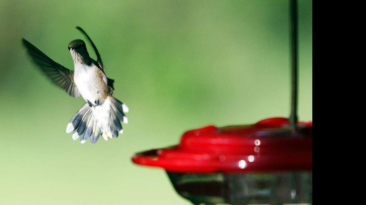 
Put at least one hummingbird feeder out -- and more to see more birds.
