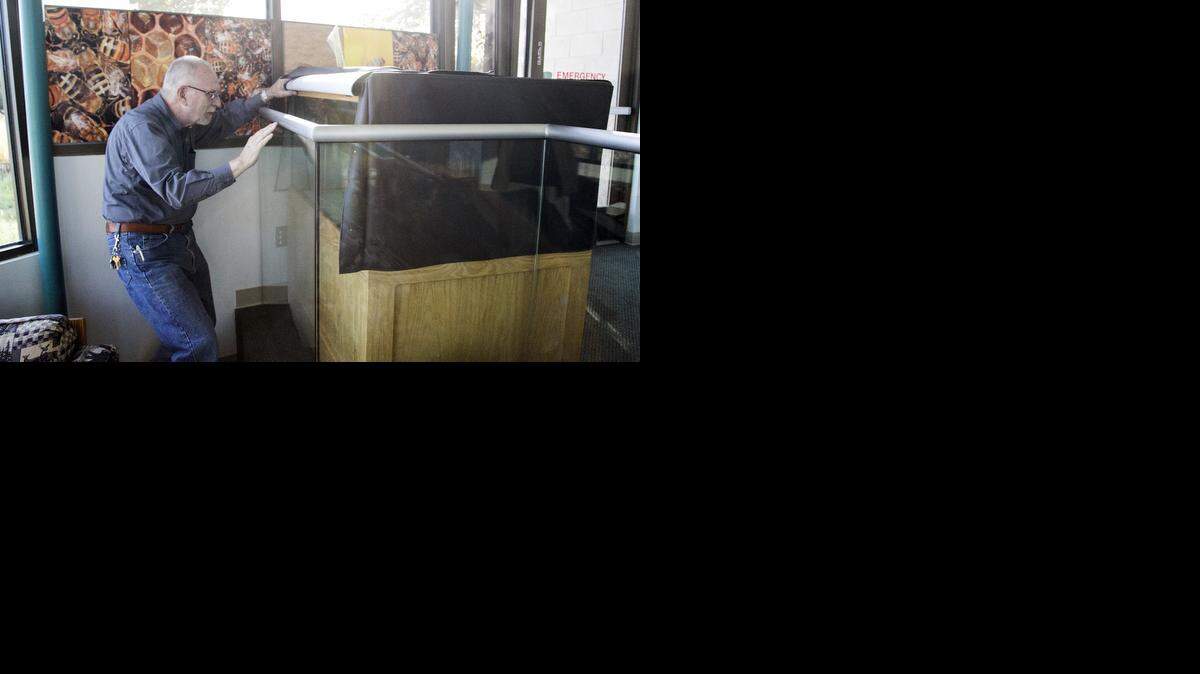 
Beekeeper Mike Leck peeks into the indoor beehive at the Great Plains Nature Center.
