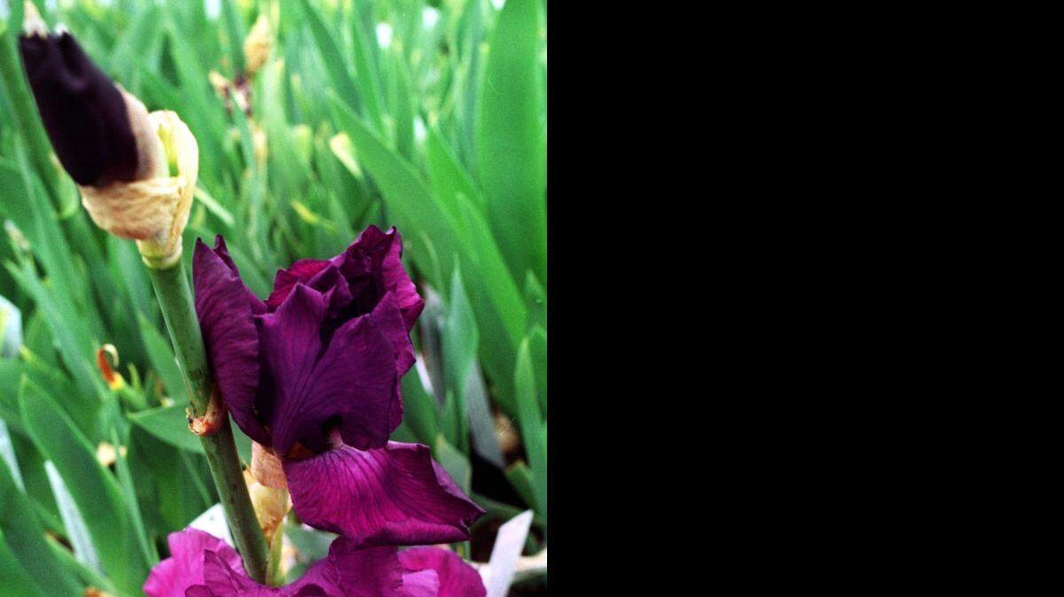 
Early-blooming iris will come out of the garden and inside Botanica for an iris show Sunday. 
