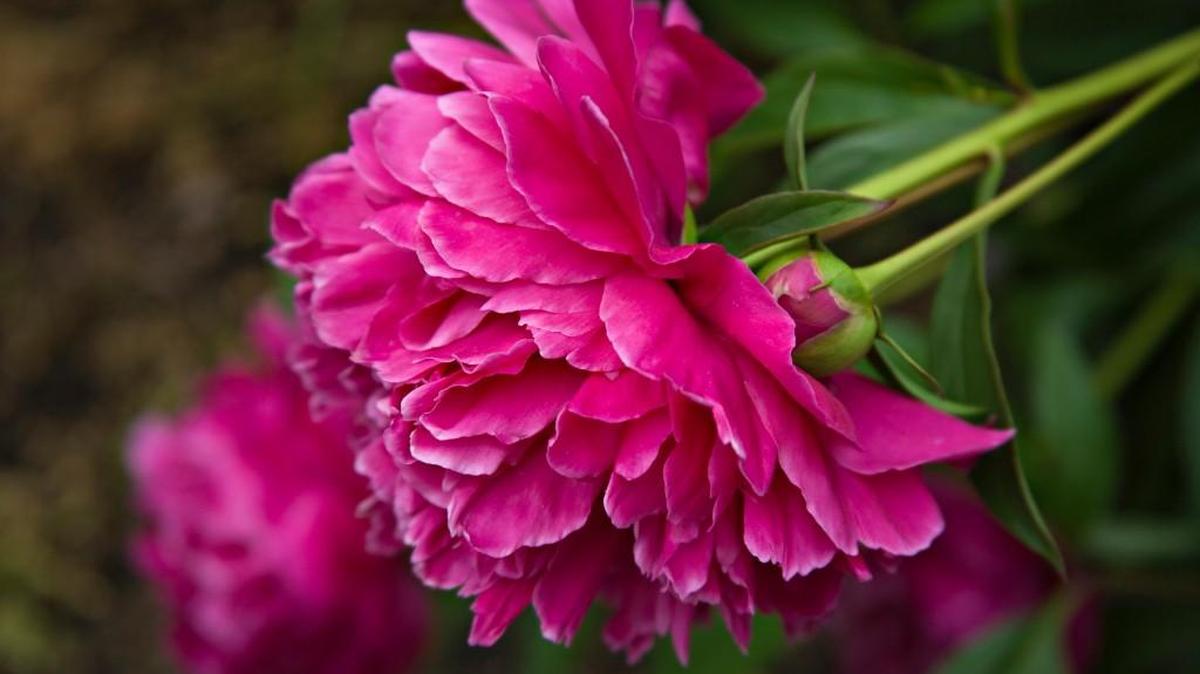 
Peonies can be cut down and divided now.
