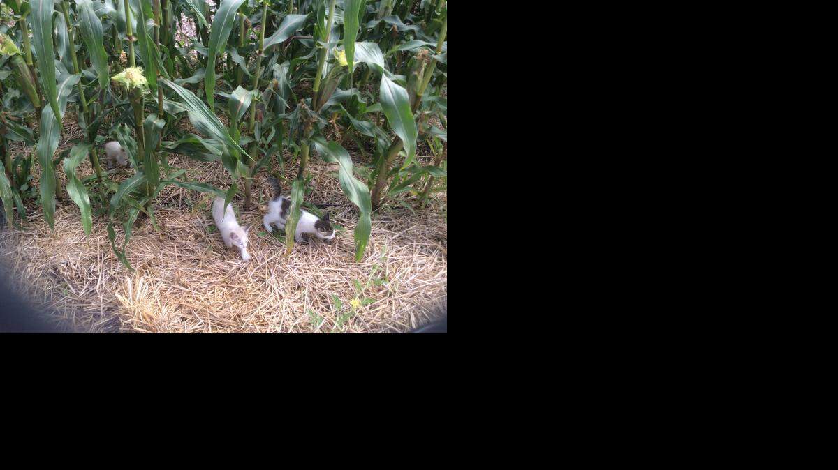 
Feral kittens visit Everett Price’s corn patch in Haysville this week. 
