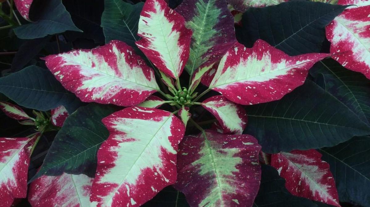 Water poinsettias when the soil is dry an inch deep.