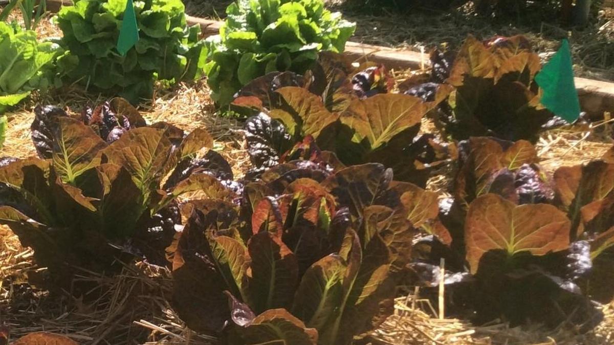 The Wichita Public Library is offering a free fall-gardening series.