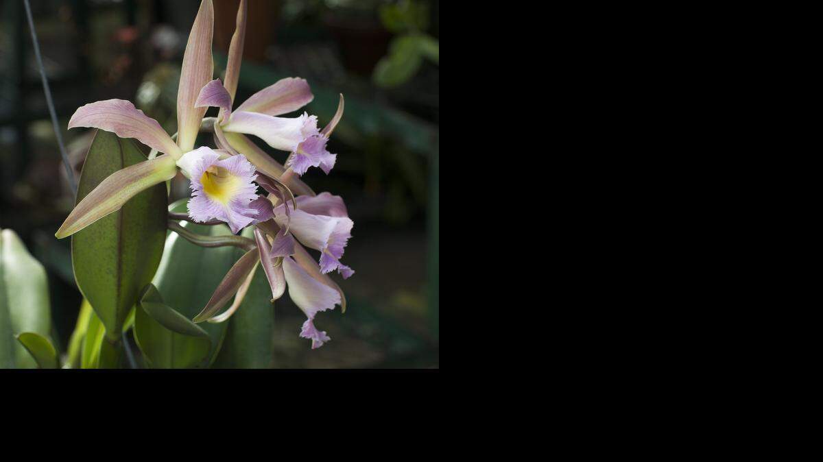 
Cattleya orchids are becoming more common in stores but need more light than a window provides.

