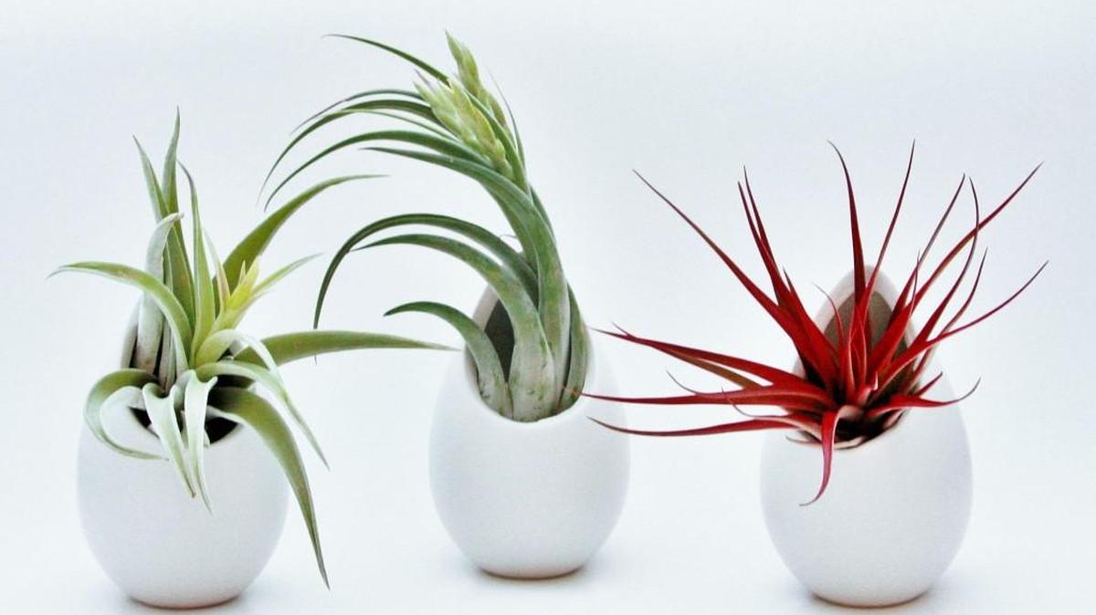 A set of three ceramic vases with air plants can be staged together in a grouping or spread about a house or apartment ($37, airplantsupplyco.com).