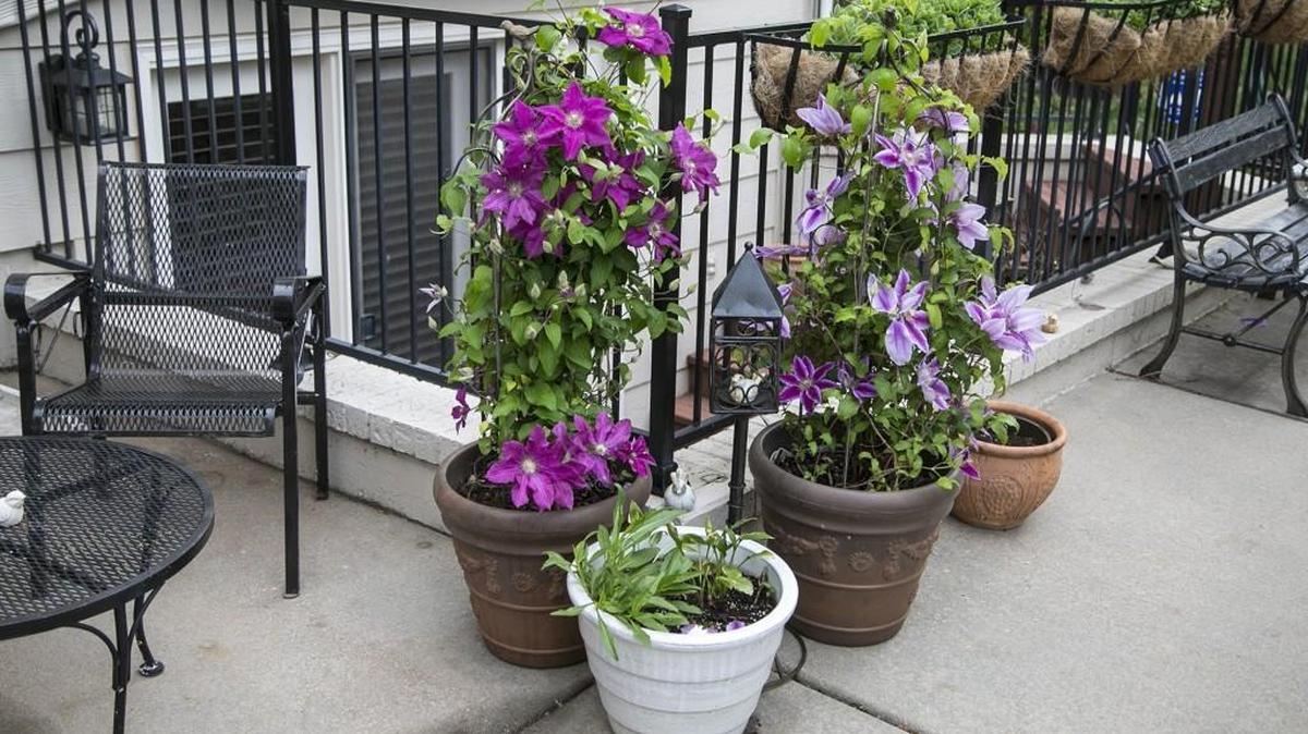 Turns out clematis do well in pots, even overwintering outside.