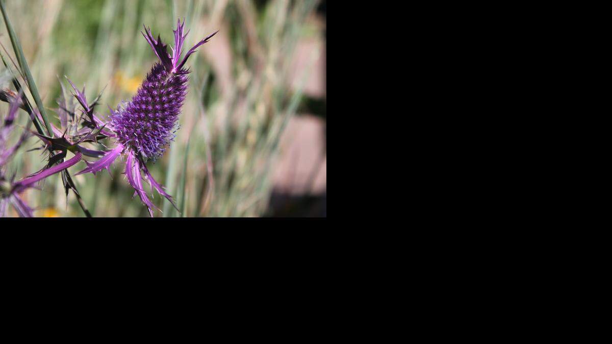 
Leavenworth's Eryngo at Botanica.

