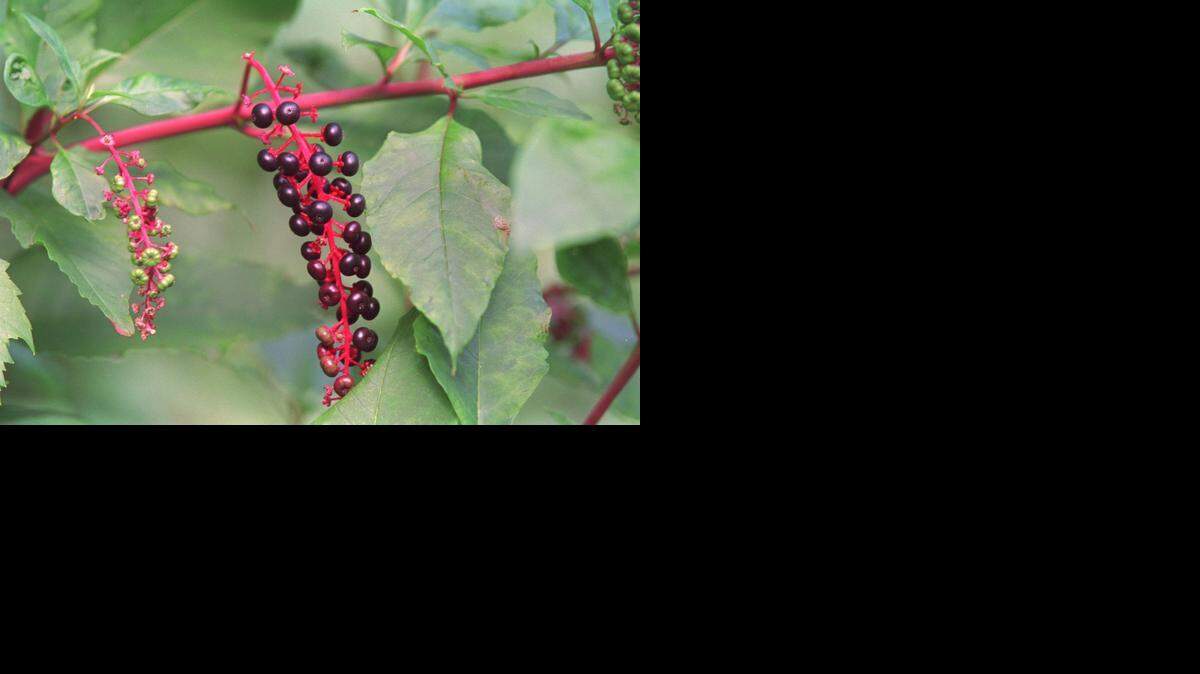 
Pokeweed’s intensely purple berries are poisonous, as is every other part of the plant.
