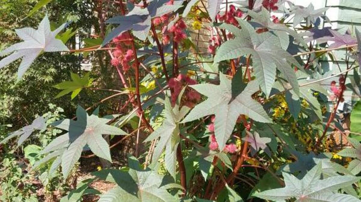 
Castor beans are a dramatic presence in a late-summer garden.
