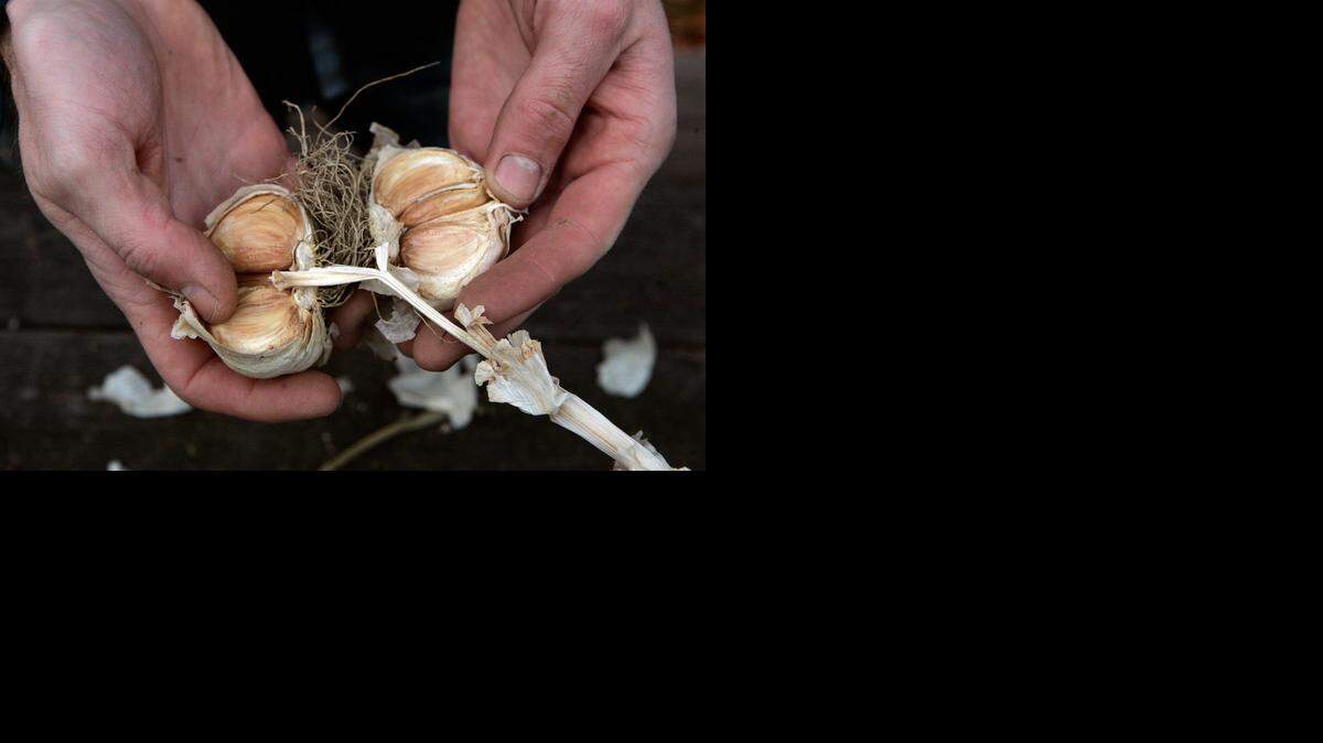 
Plant garlic in October for a harvest next summer.
