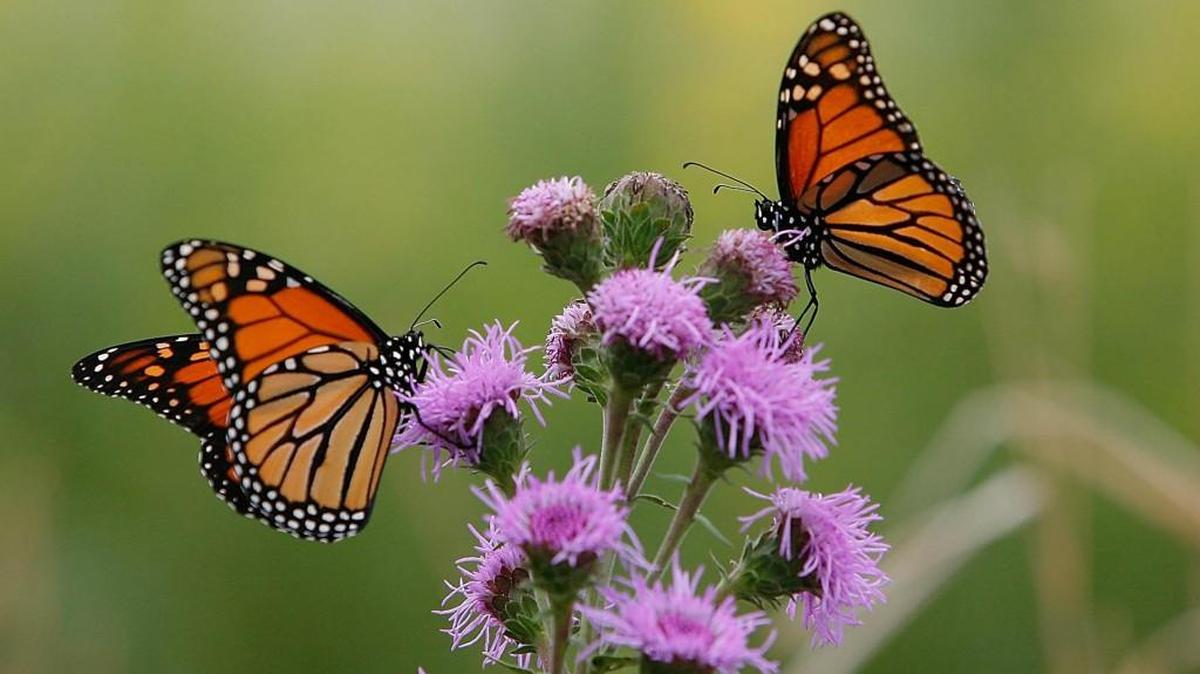 Monarch butterflies on a blazing star liatris, one of the plants that will be for sale at FloraKansas.
