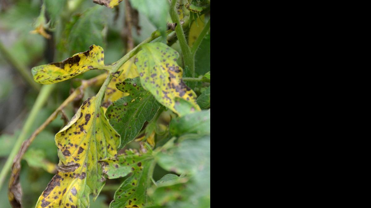 
Septoria leaf spot can affect tomato plants this time of year.

