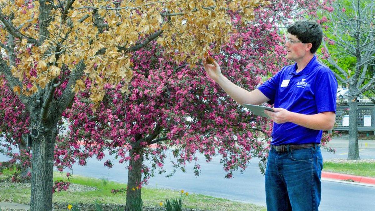 Sedgwick County Extension Education Center horticulture agent Matthew McKernan looks at a John Pair Caddo sugar maple tree that he can follow along on his iPad while strolling the arboretum grounds Wednesday. The new interactive feature is just one of the new things going on at Tree Fest on April 1. (March 22, 2017)