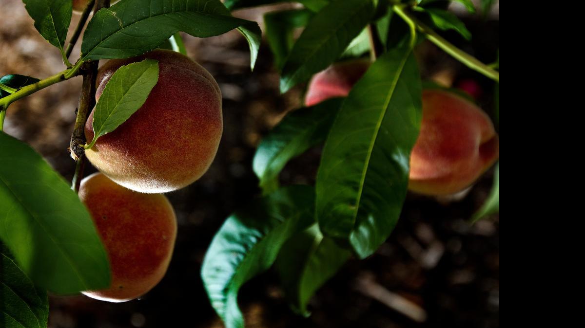 
Lack of a late freeze may mean a heavy fruit crop this summer.

