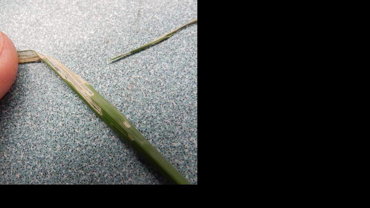 
A blade of grass that has been chewed by an armyworm.

