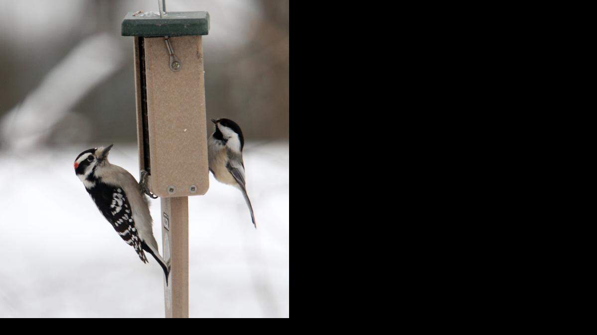 
A male downy woodpecker, left, and a black-capped chickadee share a feeder.
