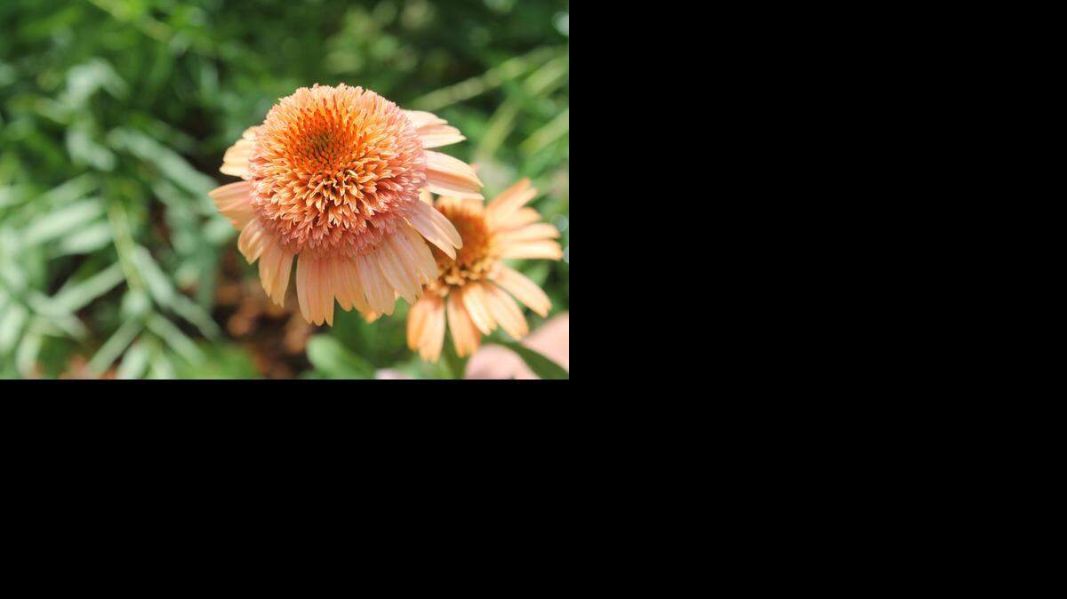 
Pollinators don’t visit double coneflowers such as this Supreme Cantaloupe echinacea, shown blooming at Botanica last summer.
