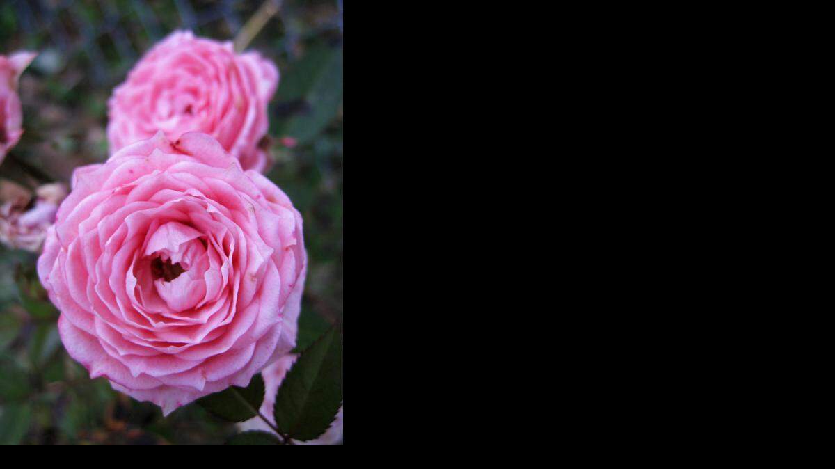 
Miniature roses are on the program of the Wichita Rose Society on Tuesday evening. 
