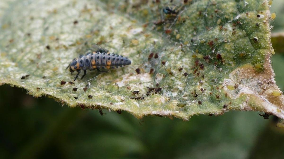 Ladybug larva