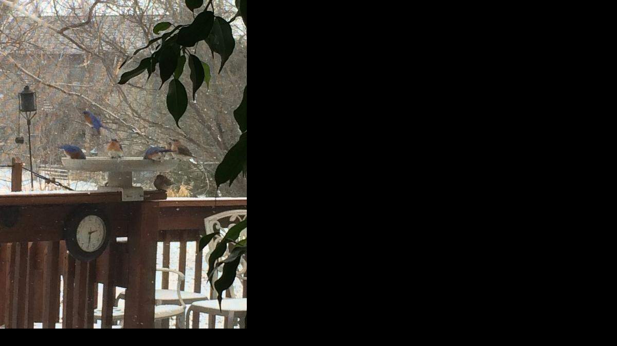 
Bluebirds in a heated birdbath last weekend in Wichita just west of Andover.
