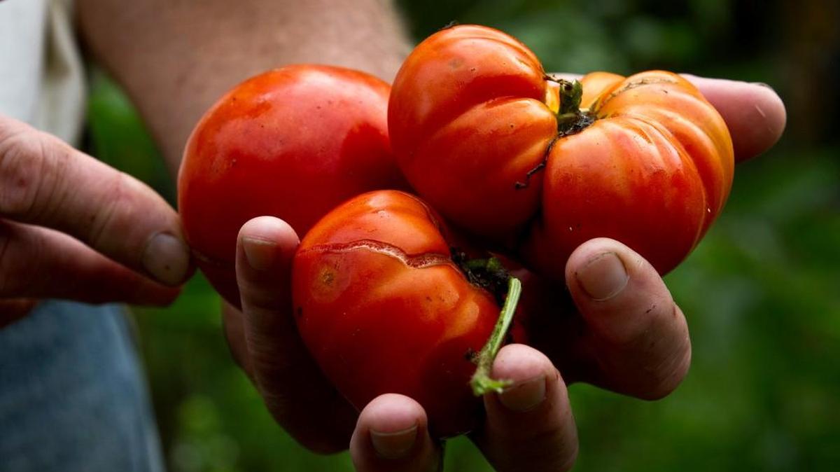 The Extension Service is offering one crash course and then a longer series of courses on growing your own food.