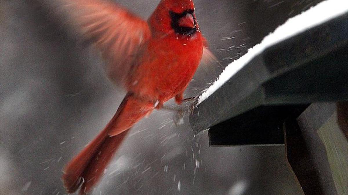 A cardinal lands on a bird feeder as a mourning dove takes cover within. Black oil sunflower seeds will attract both types of birds.