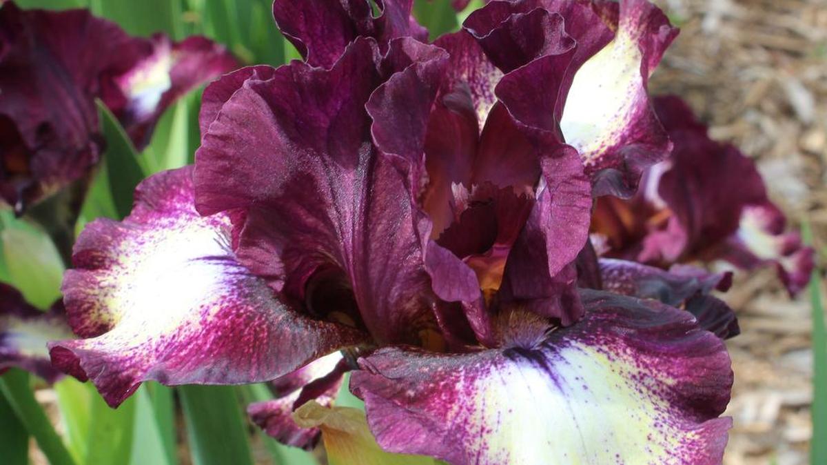 Spectator bearded iris at Botanica
