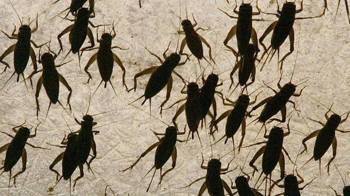 
Crickets climb along the wall of a retaining box Monday, Sept. 9, 2002, at the Bassett Cricket Farm in Visalia, Calif. The Bassett Cricket Farm employs 21 people, and supplies about 120 million crickets a year to pet stores for the nation's amphibians and reptiles. (AP Photo/Gary Kazanjian)s
