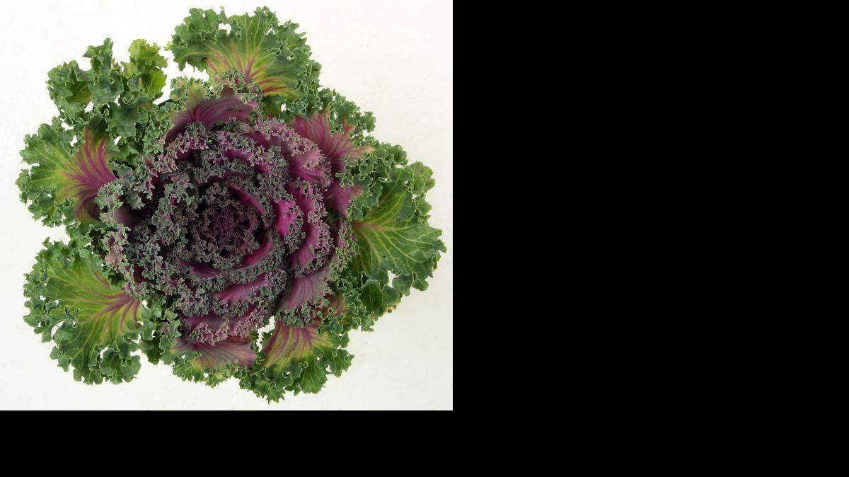 
Ornamental kale livens up a garden in the cooler months. 
