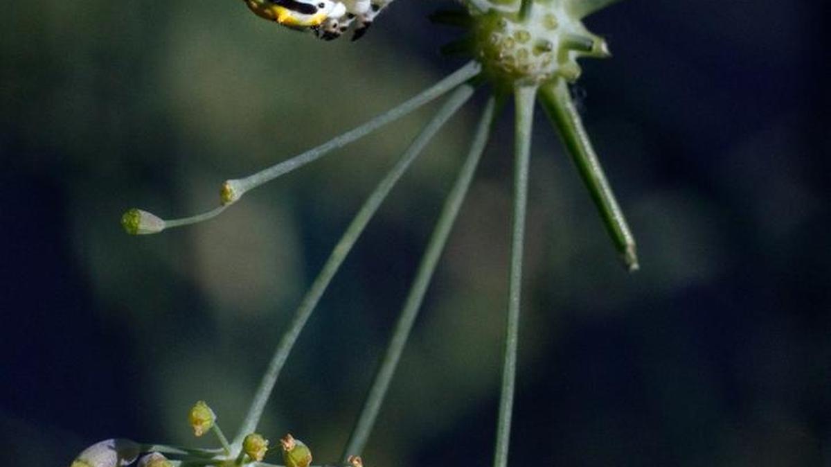 Fennel is one of the herbs that you can plan to share with caterpillars. Plant plenty so there’s some for you too.