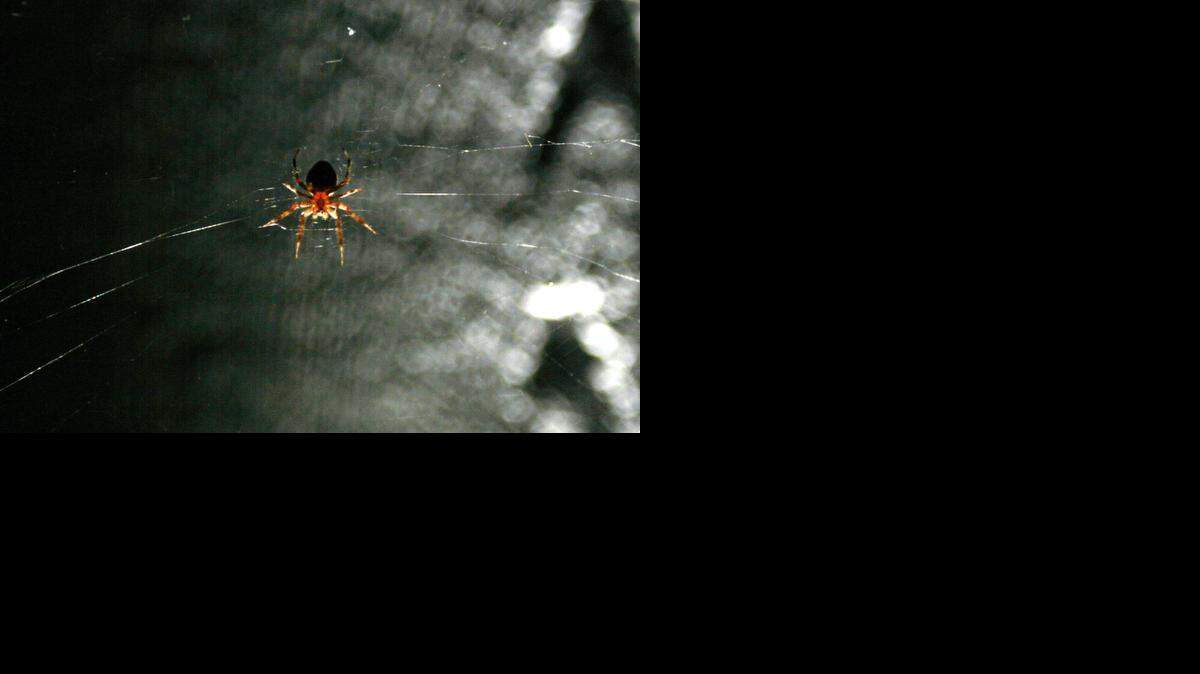 
As autumn weather sets in the spiders come out, filling garden walks with webs. 
