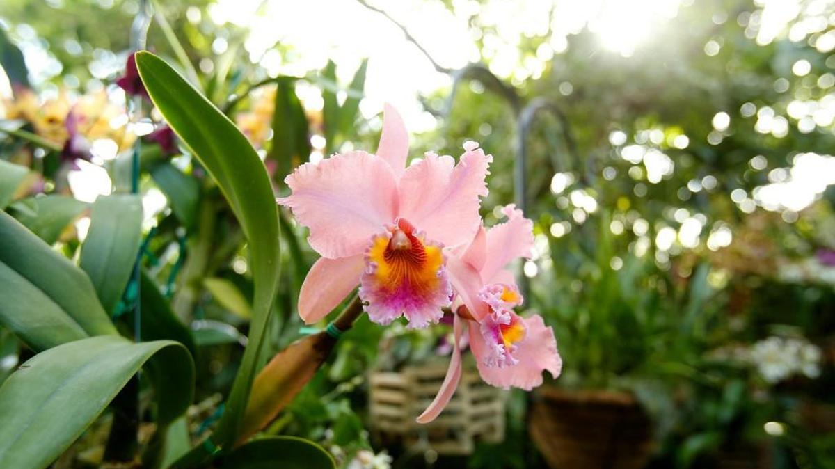 Orchids will be auctioned Sunday at Botanica to benefit the Kansas Orchid Society.