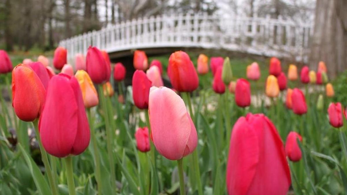 Thousands of tulips are planted at Bartlett Arboretum in Belle Plaine.
