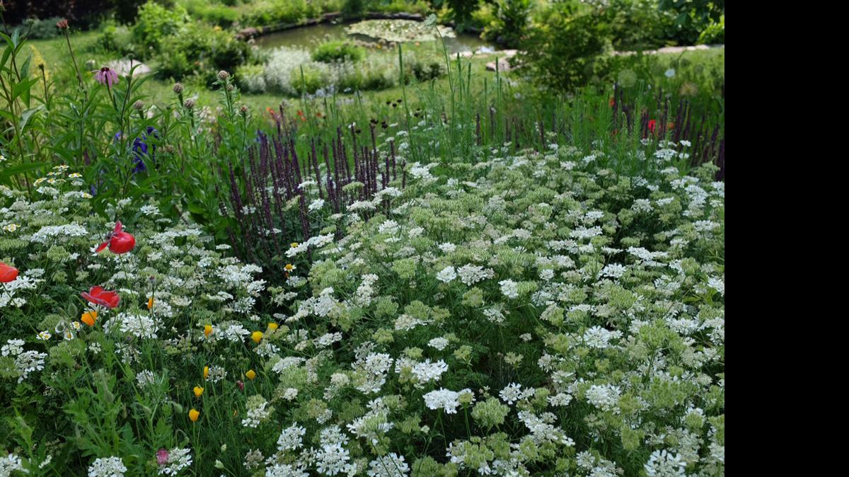 
The annual white lace flowers dominate a bed at Chanticleer Garden in Wayne, Pa.
