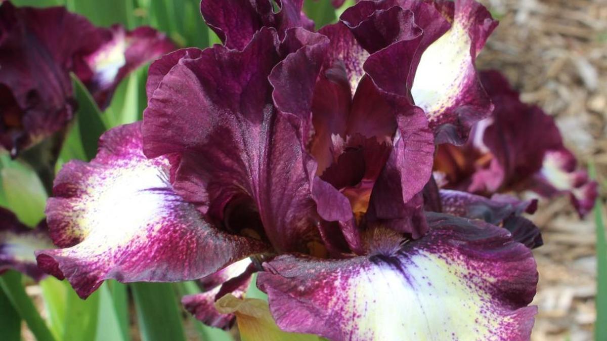 You can see a show of early irises Sunday at Botanica. This Spectator was blooming last week.