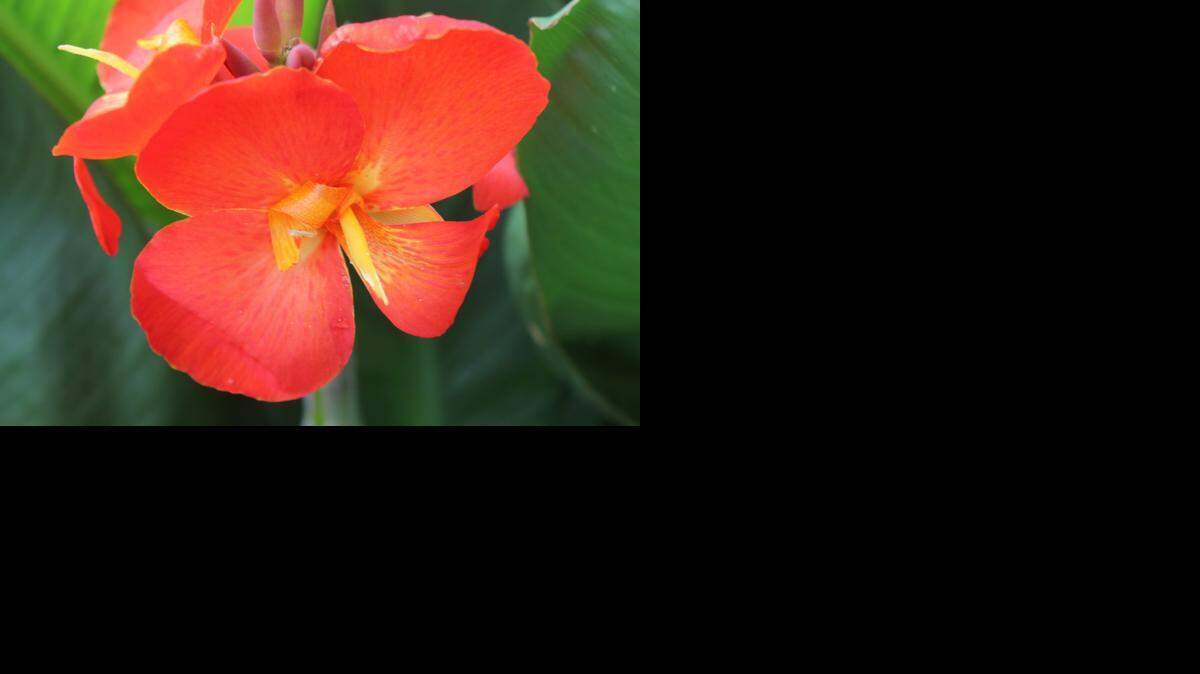 
Canna South Pacific Scarlet
