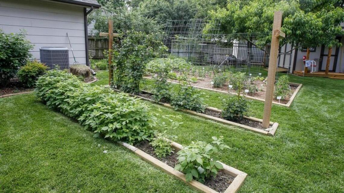 A fertilization guide for vegetable gardens, which may need help after record rains