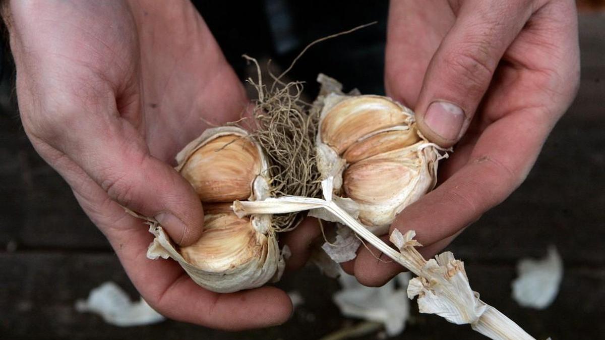 
Garlic can be planted now through October for a harvest next summer.
