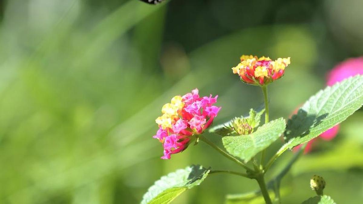 Monarch butterfly advocate Teresa Hammer will be at 1530 W. 20th St. North with butterfly information during the North Riverside Garden Stroll.