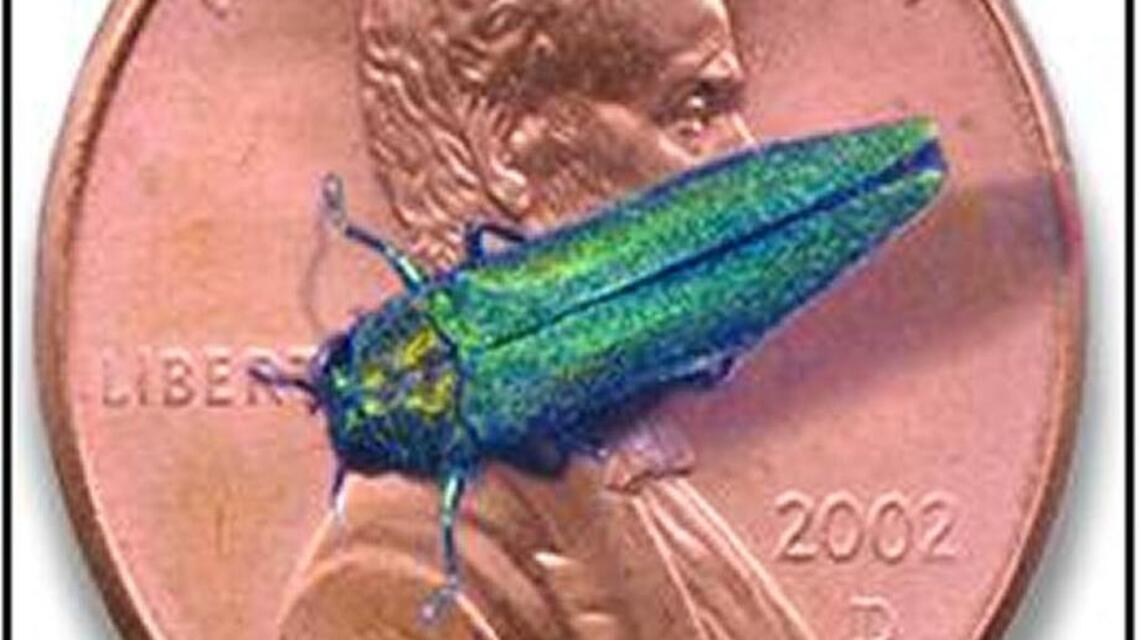 Metallic-green tree-killers spreading in Kansas