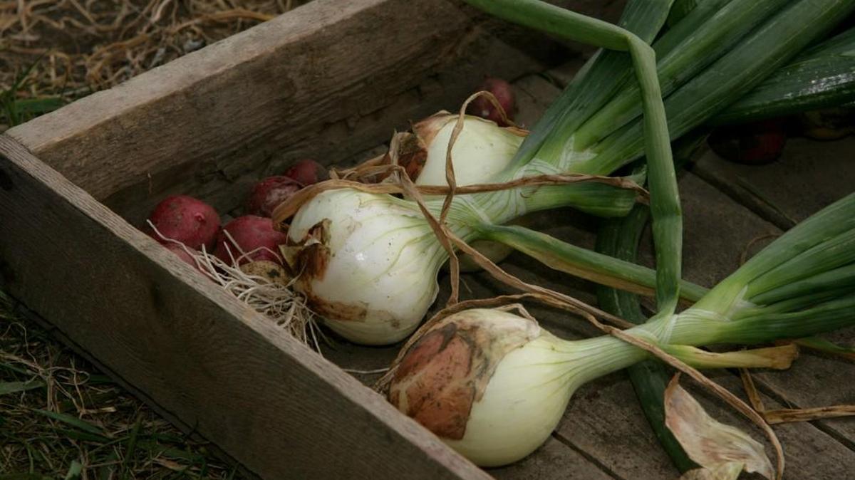 It’s time to shop for onion seeds if you want to try new varieties this year.
