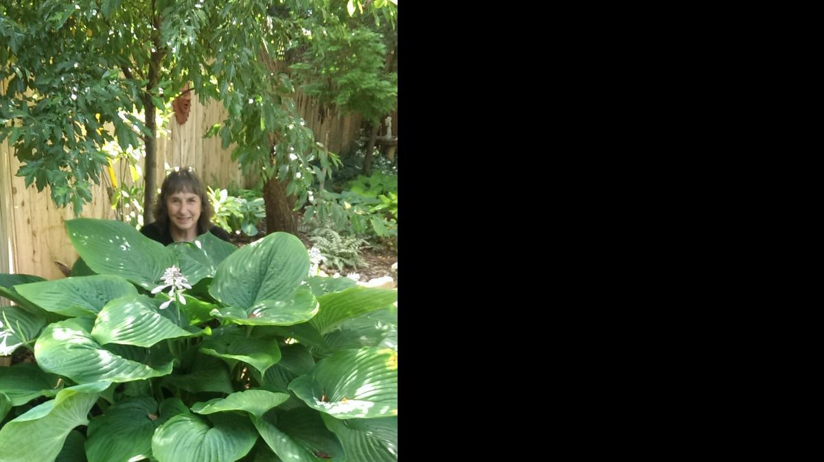 
Susan Kandt and her Empress Wu hosta.
